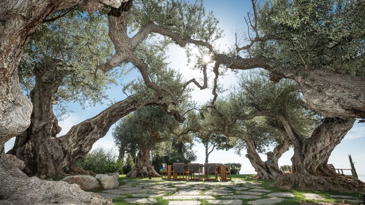 Die Party findet in den malerischen Jardins de Tramuntana statt.