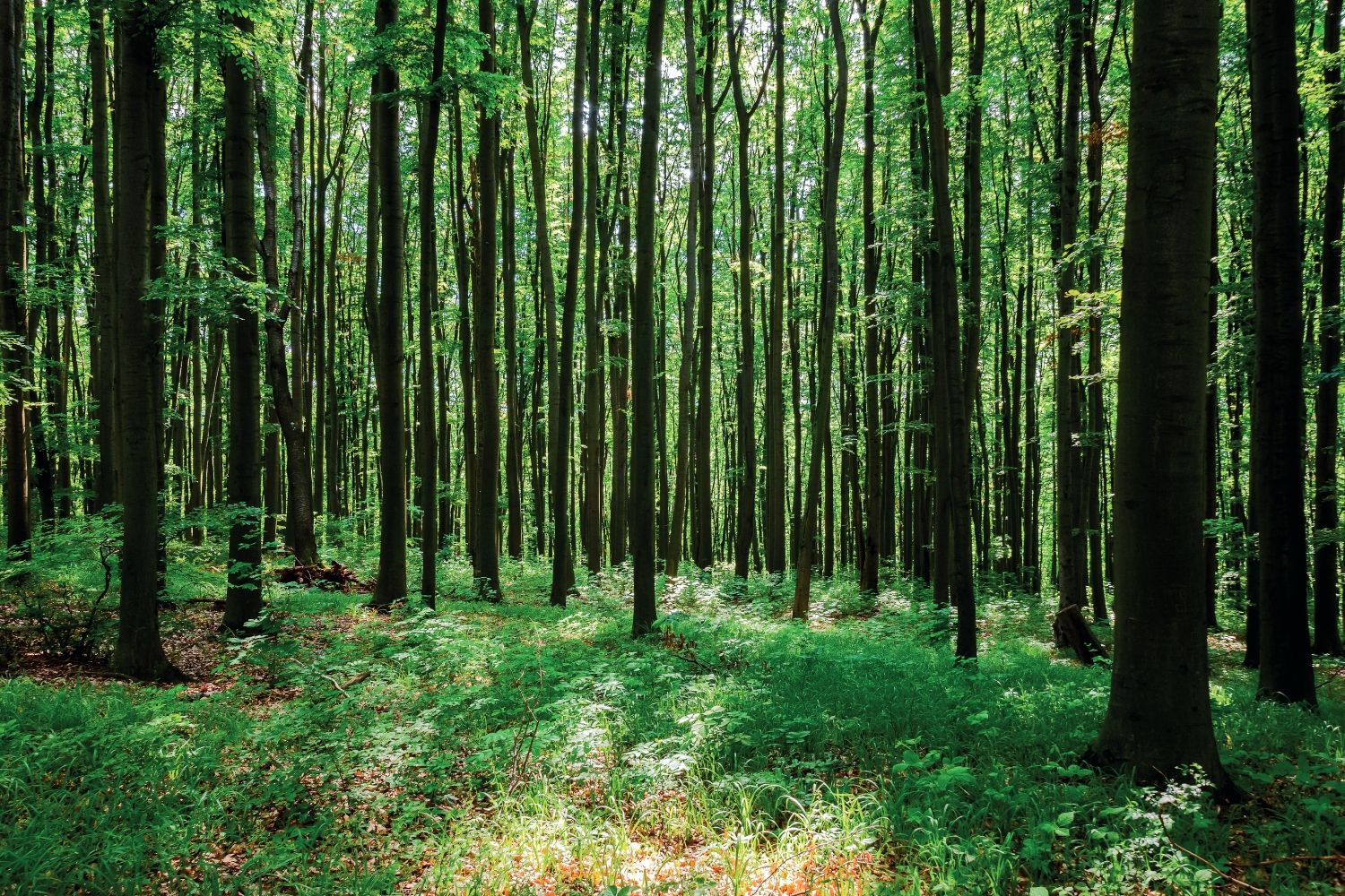 Bosques antiguos y primarios de hayas de los Cárpatos y otras regiones de Europa, Ucrania.