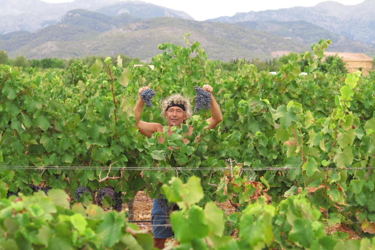 Vendimia en Mallorca en la finca Castell Miquel
