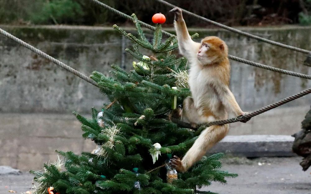 Un macaco de Berbería juega con las sobras del árbol de Navidad en el zoológico Tierpark en Berlín.