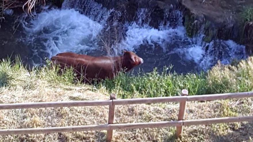 Sacrifiquen un vedell que s'escapa d'un escorxador a Banyoles