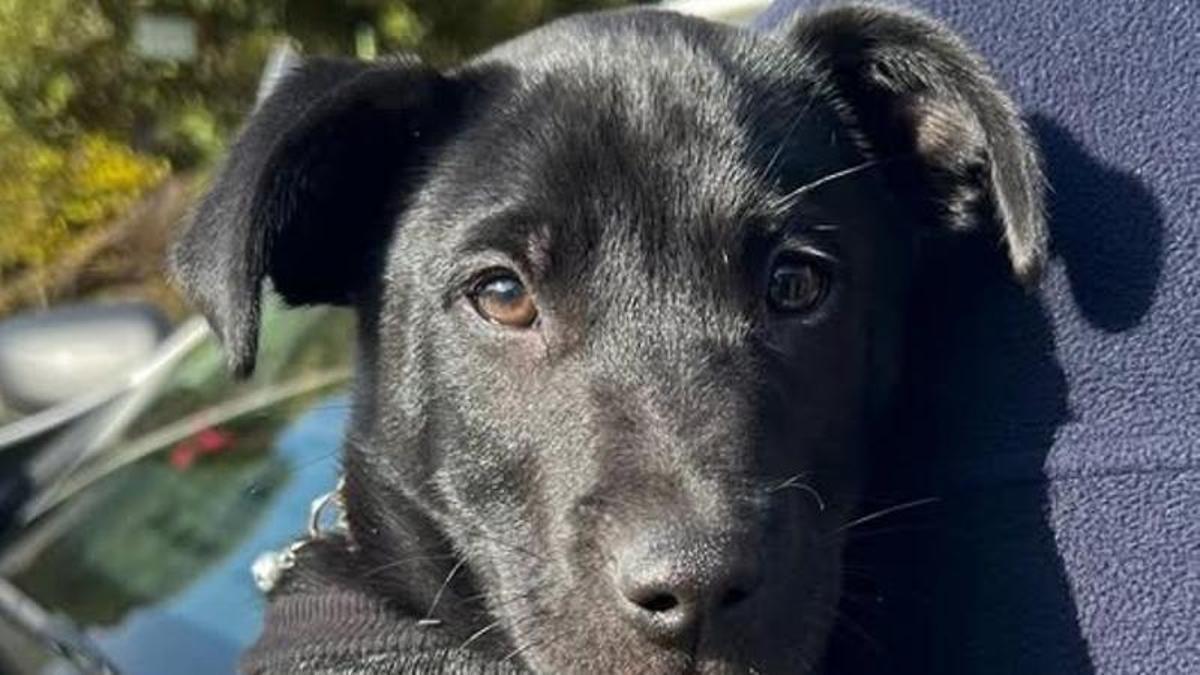 Firme compromiso en Calp con el bienestar animal