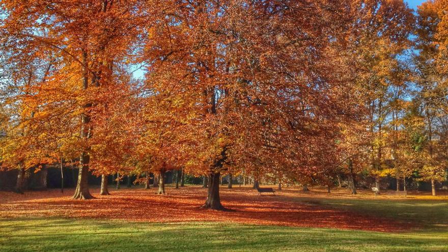 Alumnes de Jardineria de l&#039;institut de la Garrotxa d&#039;Olot col·laboraran en la conservació de la roureda del parc Nou
