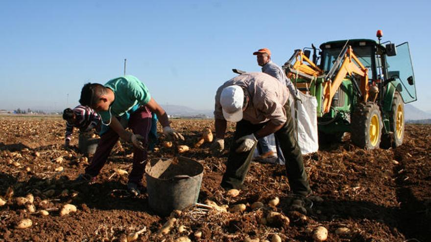 Agricultores de la comarca de Antequera trabajan en la recogida de la patata tardía.