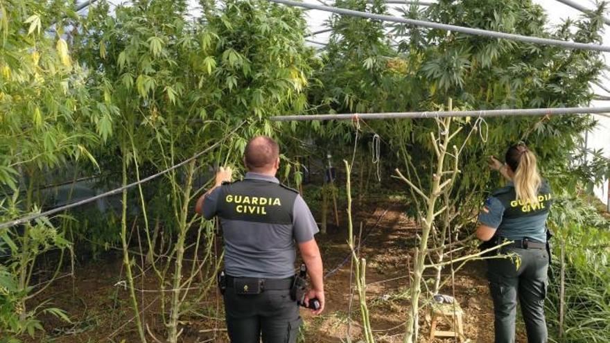 La Guardia Civil sorprende in fraganti a cinco personas recolectando una plantación de marihuana en O Salnes