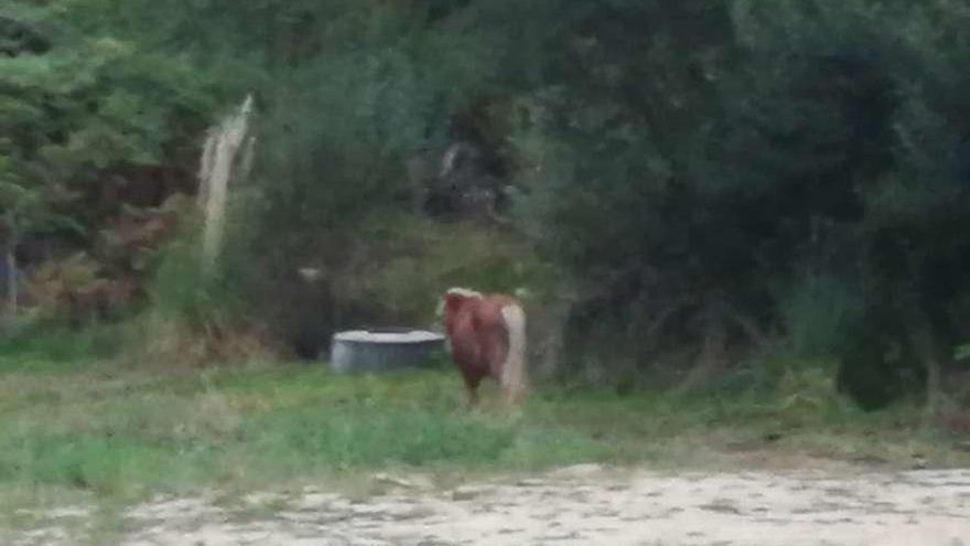 El caballo que entró el pasado viernes en el enlace de la autovía do Morrazo, en Meira. // FdV