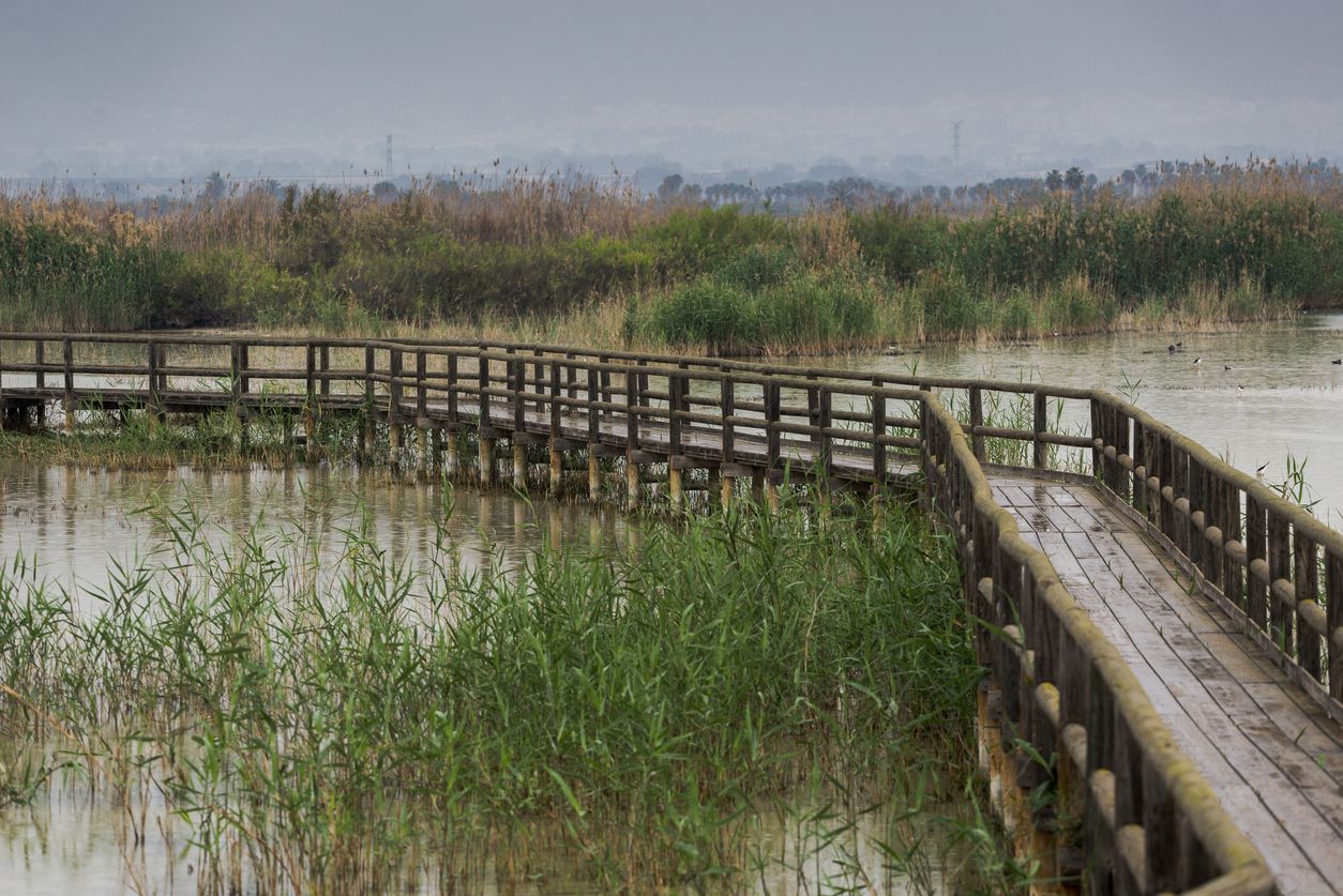 Paseo marítimo elevado en el Parque Natural de El Hondo.