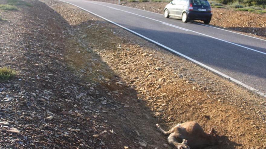 Cierva en la cuneta de la carretera de Sagallos a Linarejos. | A. S.