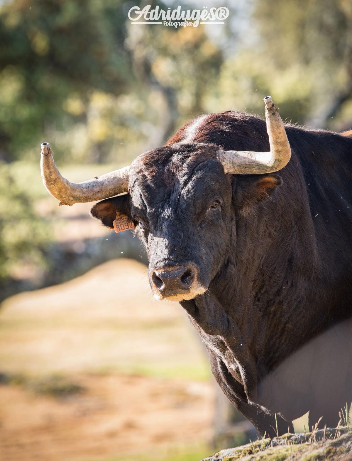 "Ferroviario", el Toro del Corpus 2026 de La Reata.