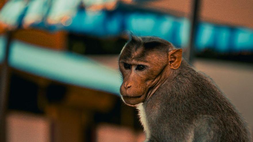 Una interfaz cerebro-ordenador permite a monos navegar en realidad virtual 3D con el pensamiento