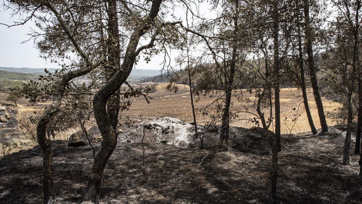 Una zona cremada a Castellar de la Ribera en un dels incendis importants de l&#039;onada de calor
