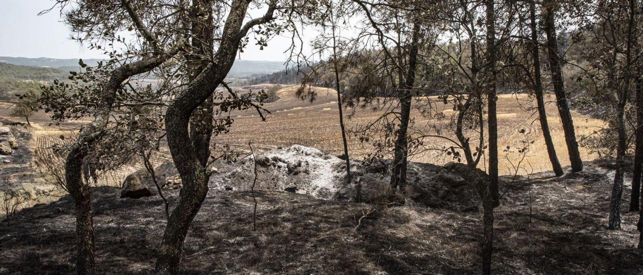Una zona cremada a Castellar de la Ribera en un dels incendis importants de la   setmana passada | ARXIU/OSCAR BAYONA