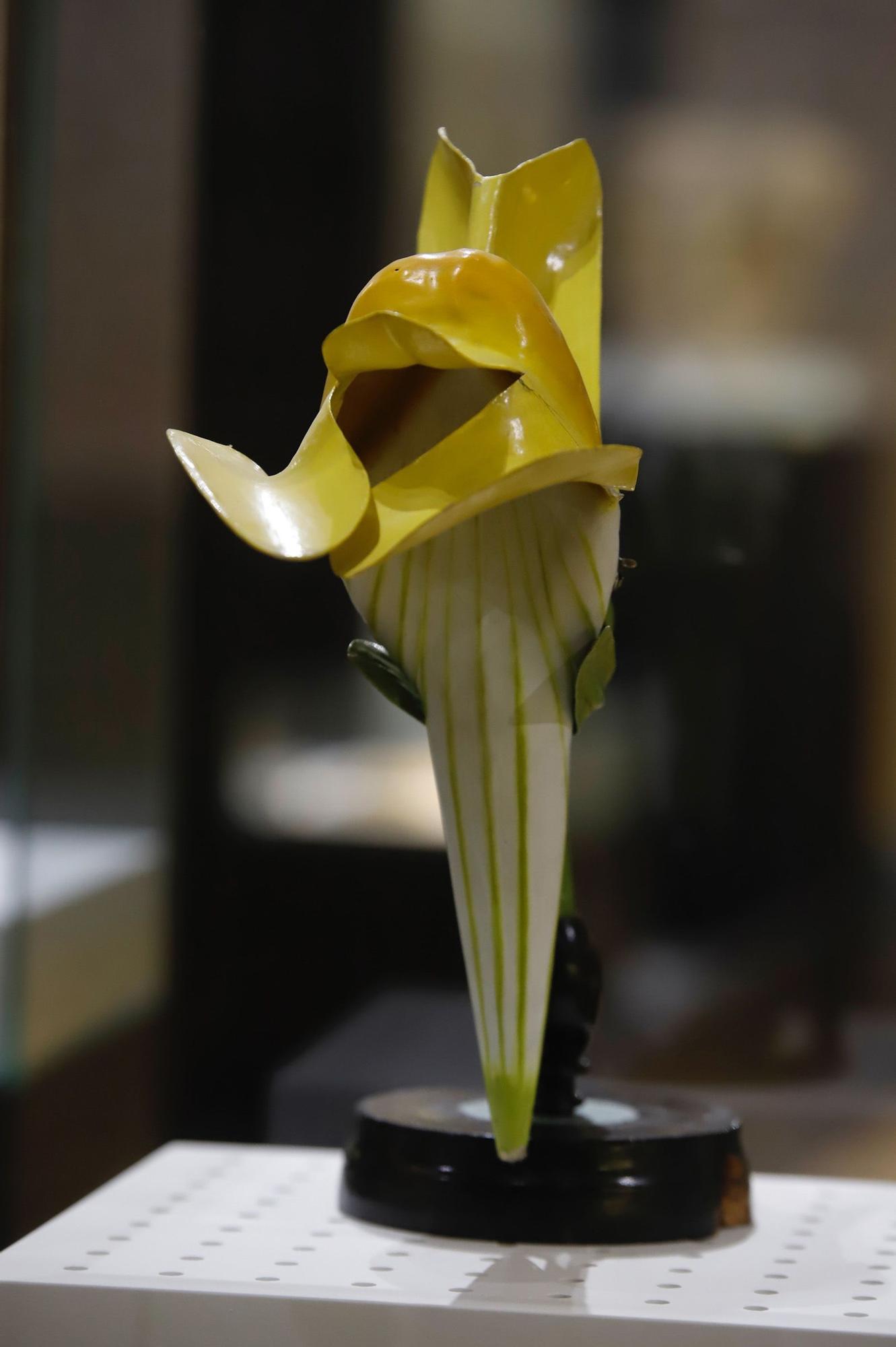 Flora expone el vínculo ancestral entre botánica y arqueología