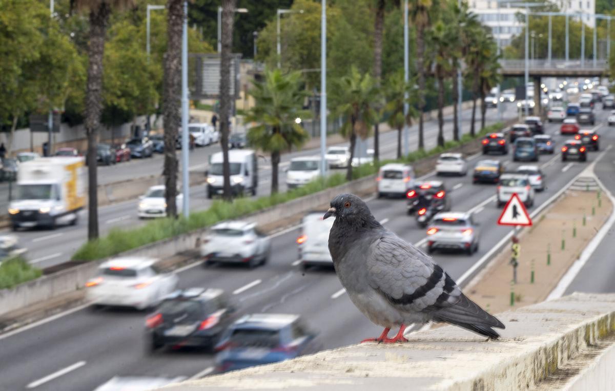 Barcelona 21.10.2026. Barcelona Una paloma observa el tráfico de la Ronda de Dalt a la altura de Vall Hebrón . Fotografía de Jordi Cotrina