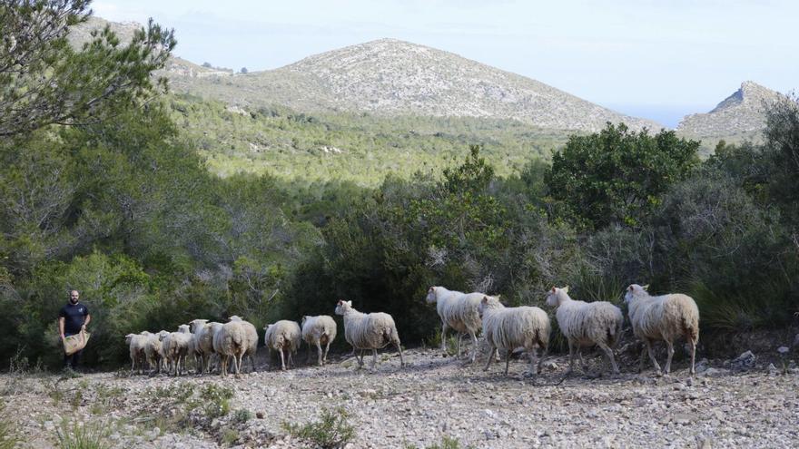 Vor einem Jahr entstand auf Mallorca ein riesiger Naturpark – seither ist nichts geschehen