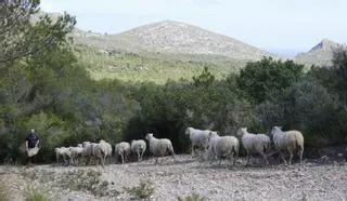 Vor einem Jahr entstand auf Mallorca ein riesiger Naturpark – seither ist nichts geschehen