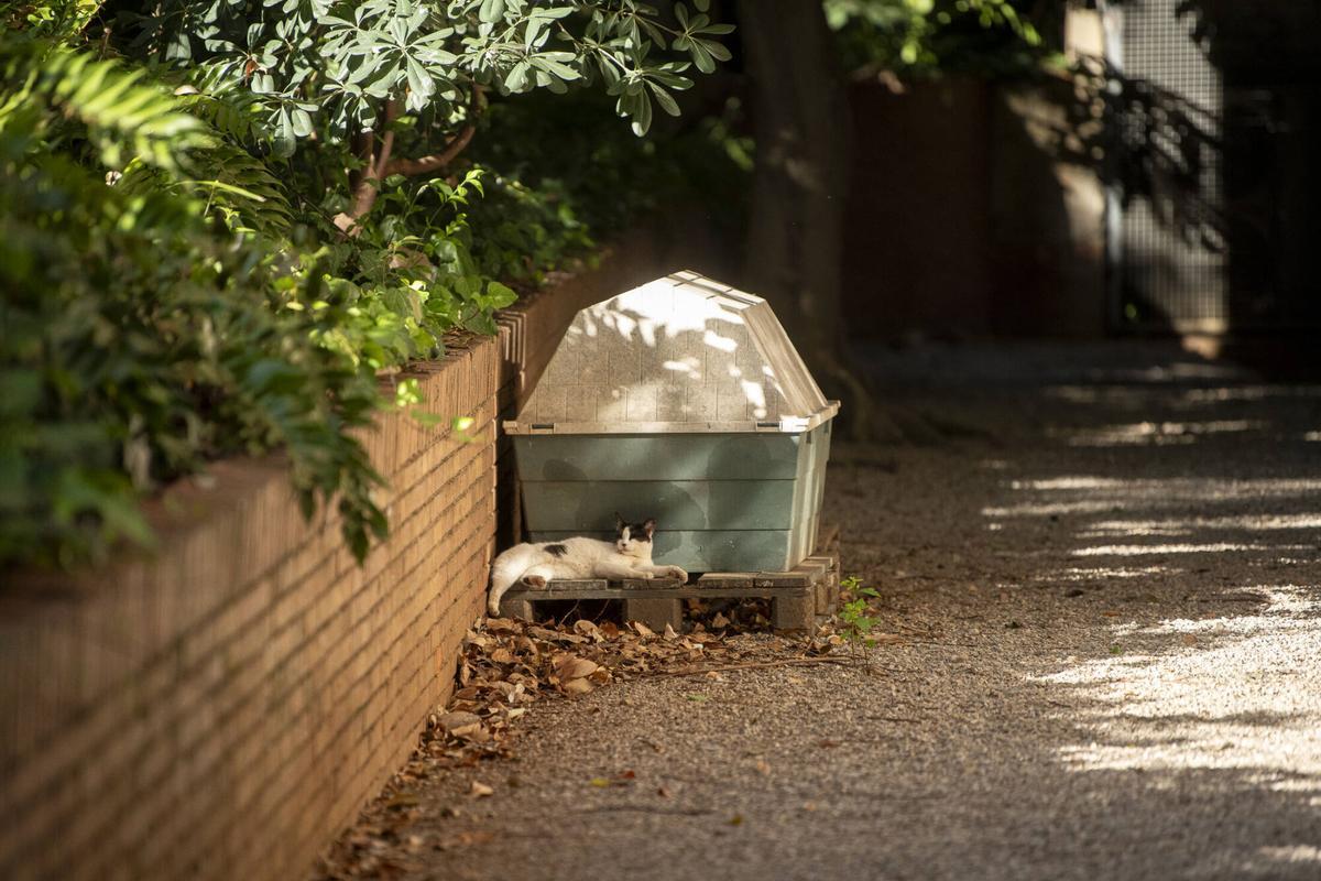 Una gata de la colonia felina Universigats descansa a la sombra junto a una de las casetas del jardín de la UB. Barcelona, 25 de junio de 2026. Foto: Belén González / EP