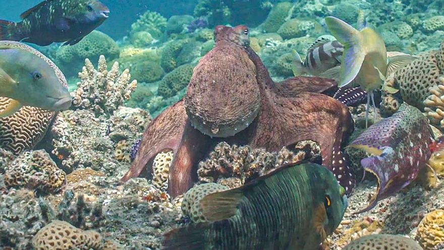 Descubren que los pulpos se alían con peces para que les ayuden a cazar presas