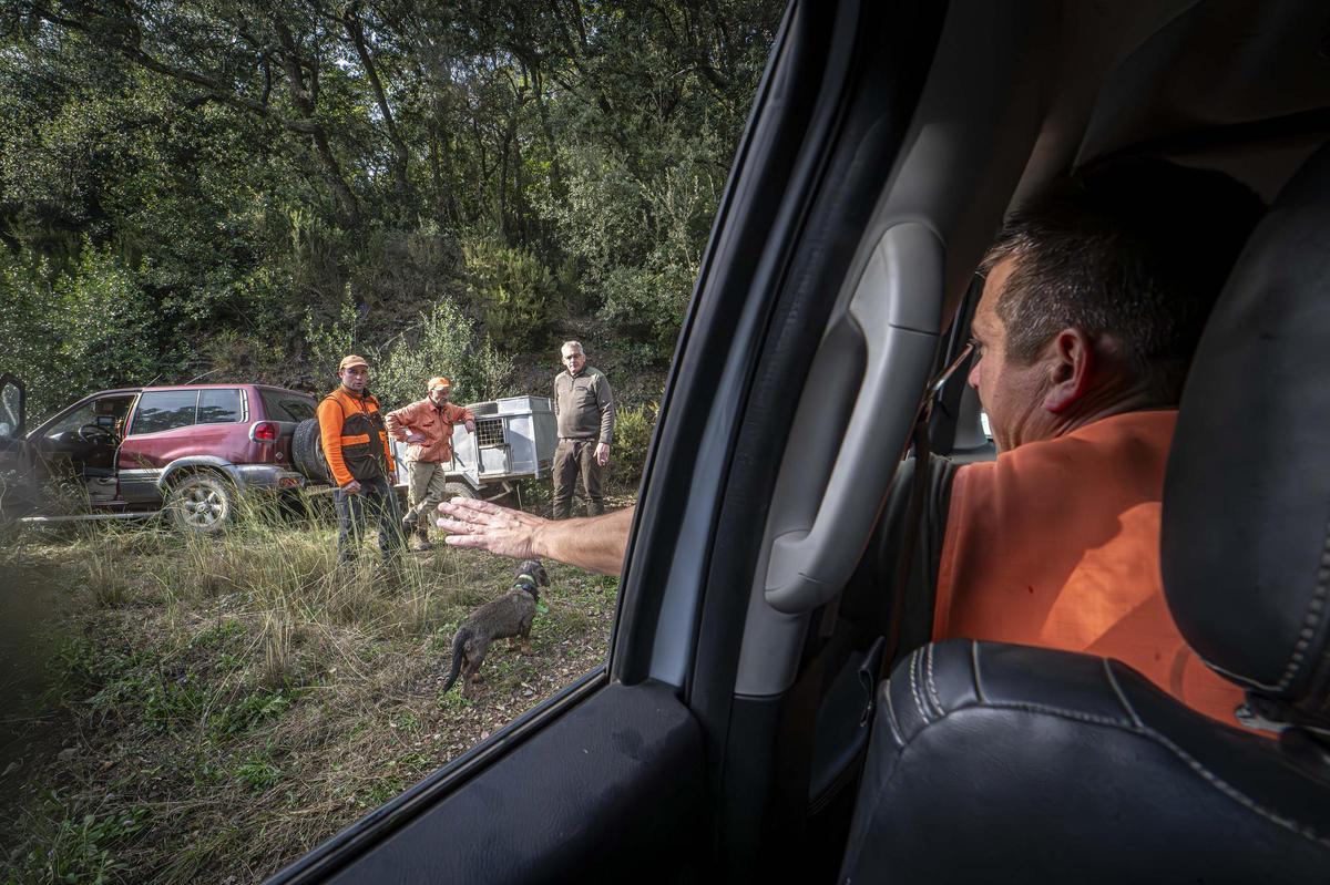 Así funciona una batida de caza en Girona: seguridad, convivencia y control del jabalí