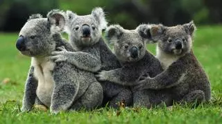 Los koalas predicen con antelación los días más calurosos (y se preparan para soportarlos)