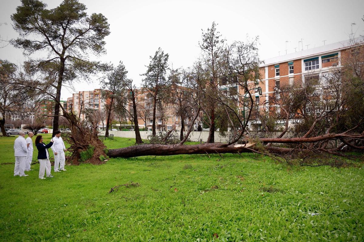 Árbol caído en el Parque Cruz Condeidente