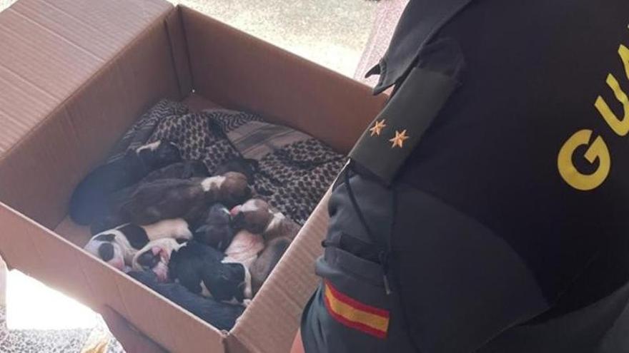 Un guardia civil porta en una caja a los cachorros maltratados en Cala Rajada.