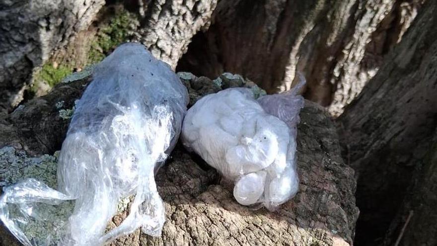 Un veí de Mont-ras alerta d’un "amagatall" en una olivera i els Mossos hi troben cocaïna i haixix