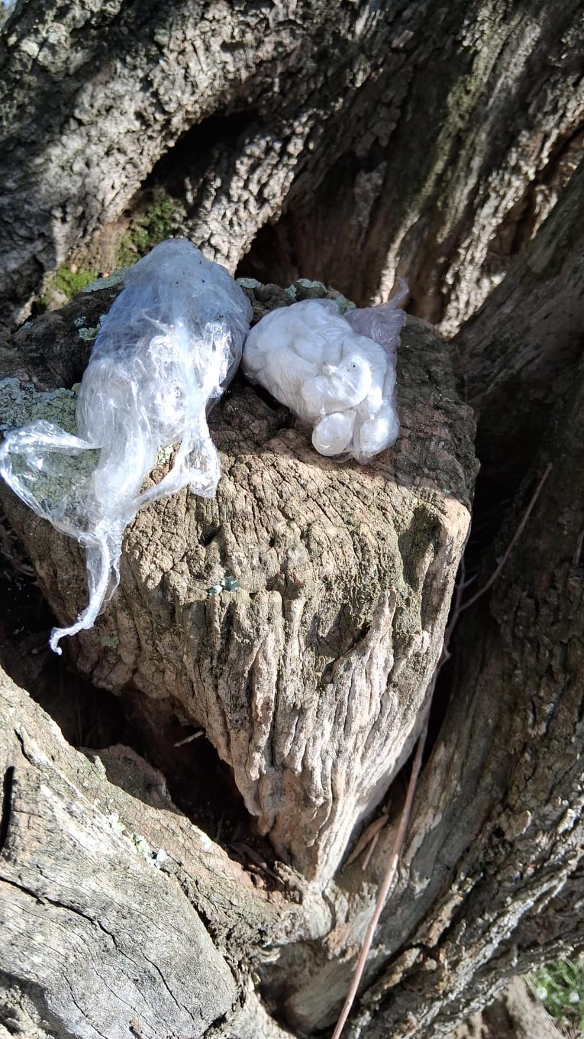 Les dosis de droga ocultes a l'olivera de Mont-ras