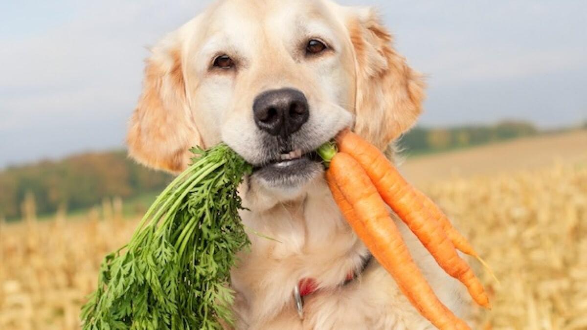 Pueden comer los perros zanahorias?
