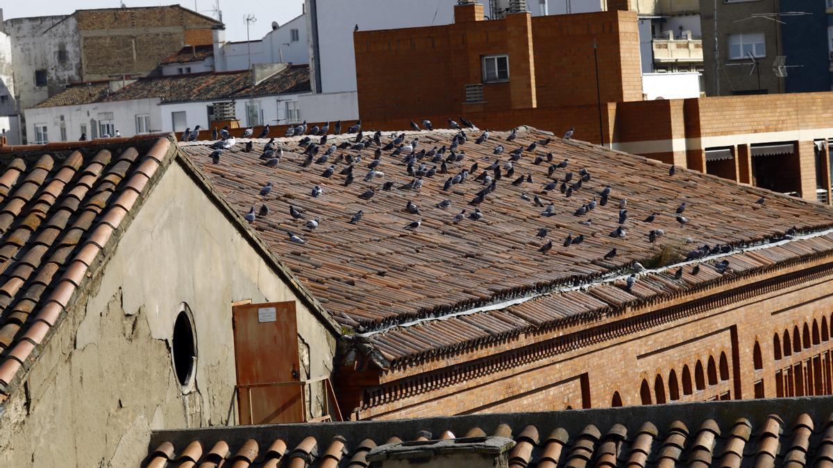 Palomas en el tejado del antiguo colegio Jesús y María, cubierta que presenta numerosas deficiencias.