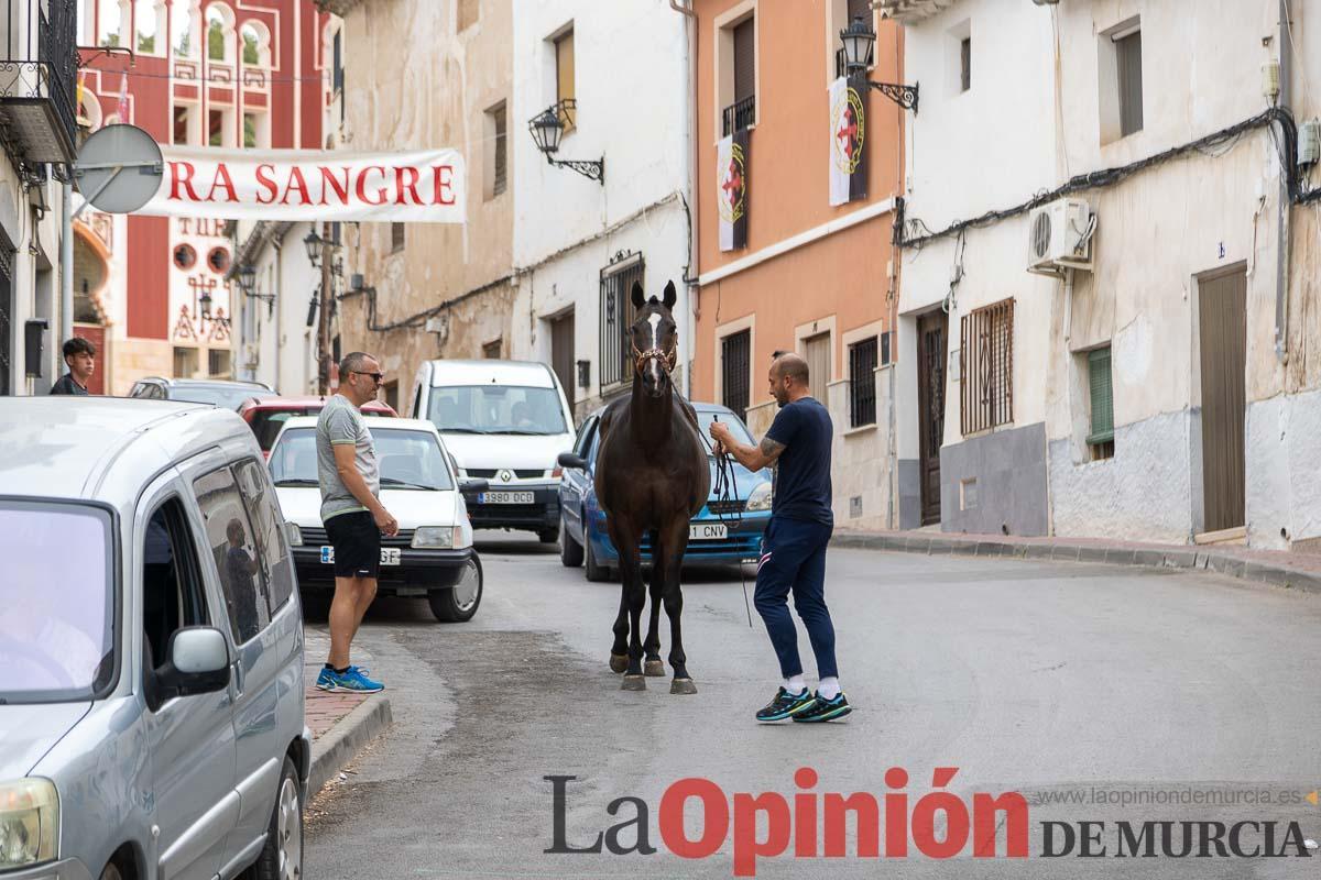 Control veterinario de los Caballos del Vino en Caravaca