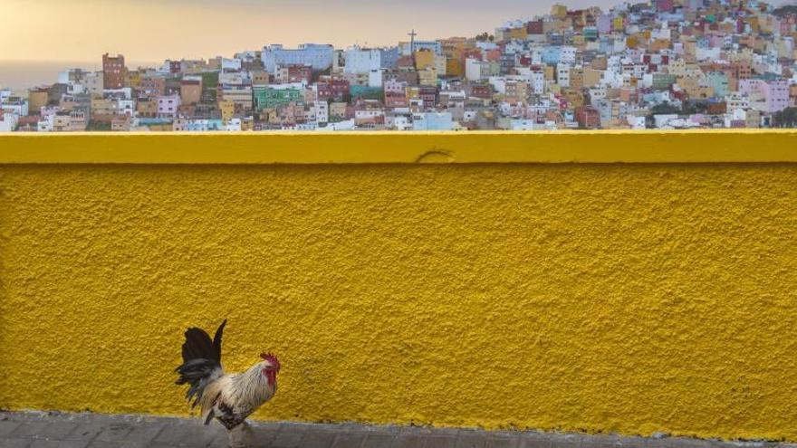 Barrio de San Juan con gallo acechando el objetivo del fotógrafo Nacho González Oramas. | | NACHO GONZÁLEZ ORAMAS