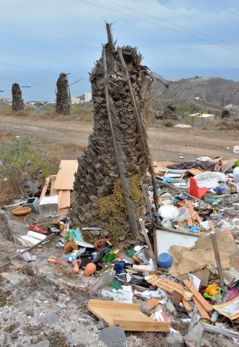 PALMERAL ENFERMO EN EL LAZO Y EL FONDILLO