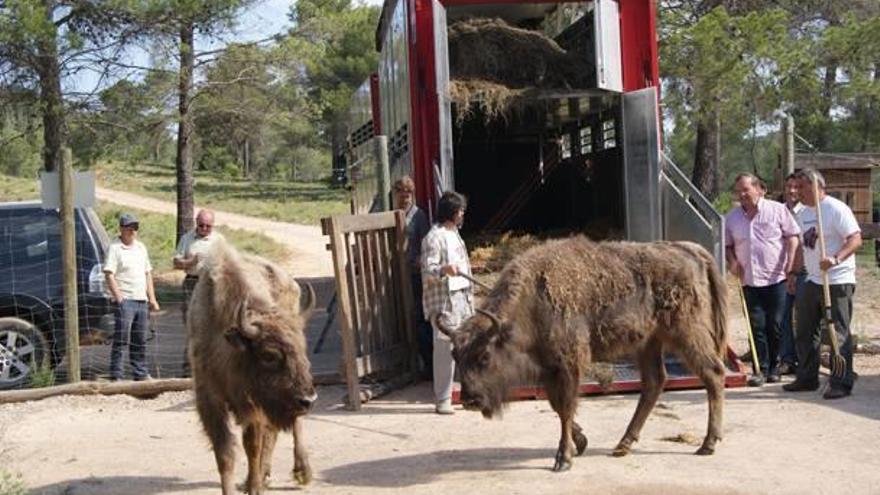 Seis búfalas huidas de Benágeber son halladas en Talayuelas