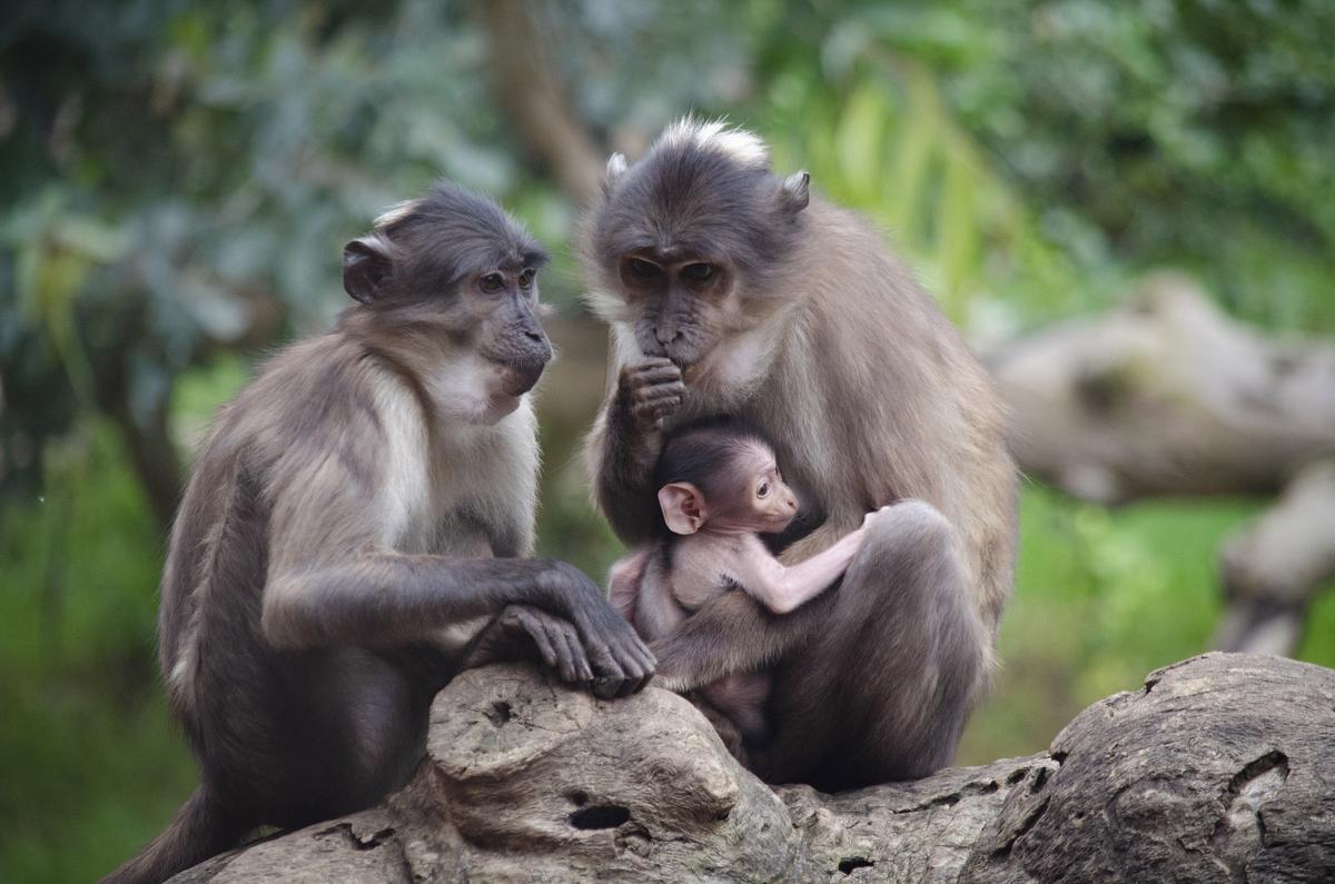 Cría de mangabey de coronilla blanca nacida recientemente en Bioparc València.