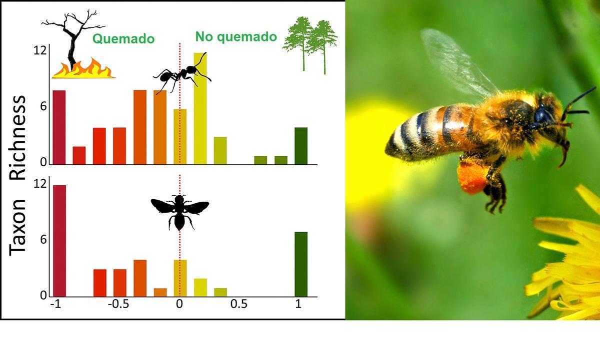 Número de taxones de hormigas y abejas en bosques quemados y no quemados