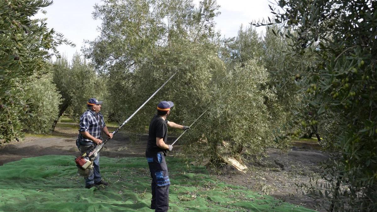 Los productores cordobeses, preocupados e indignados ante los aranceles de EEUU