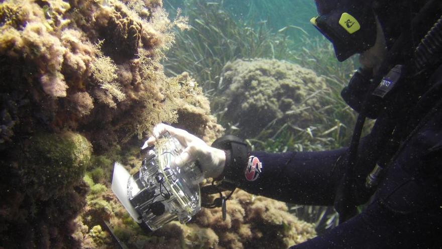 El Instituto de Ecología Litoral comprobará los efectos del calentamiento del mar en los arrecifes de la provincia