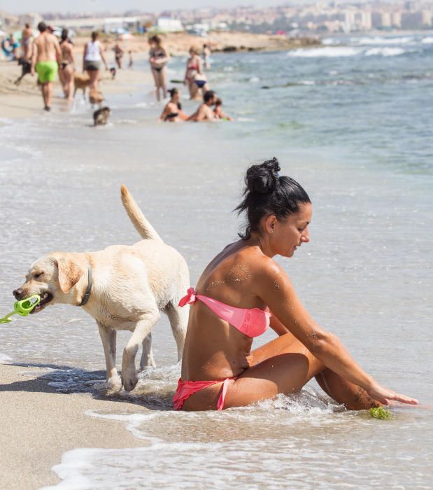 Playa de perros de Agua Amarga