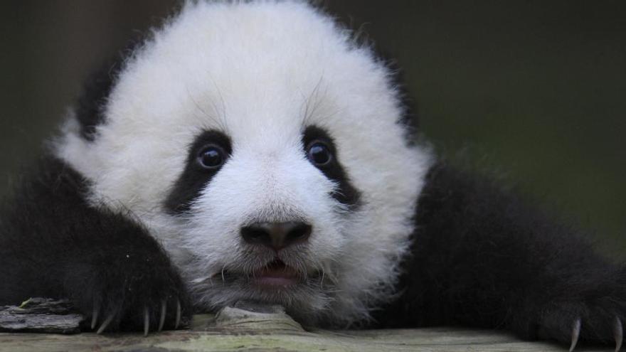Un oso panda gigante en China
