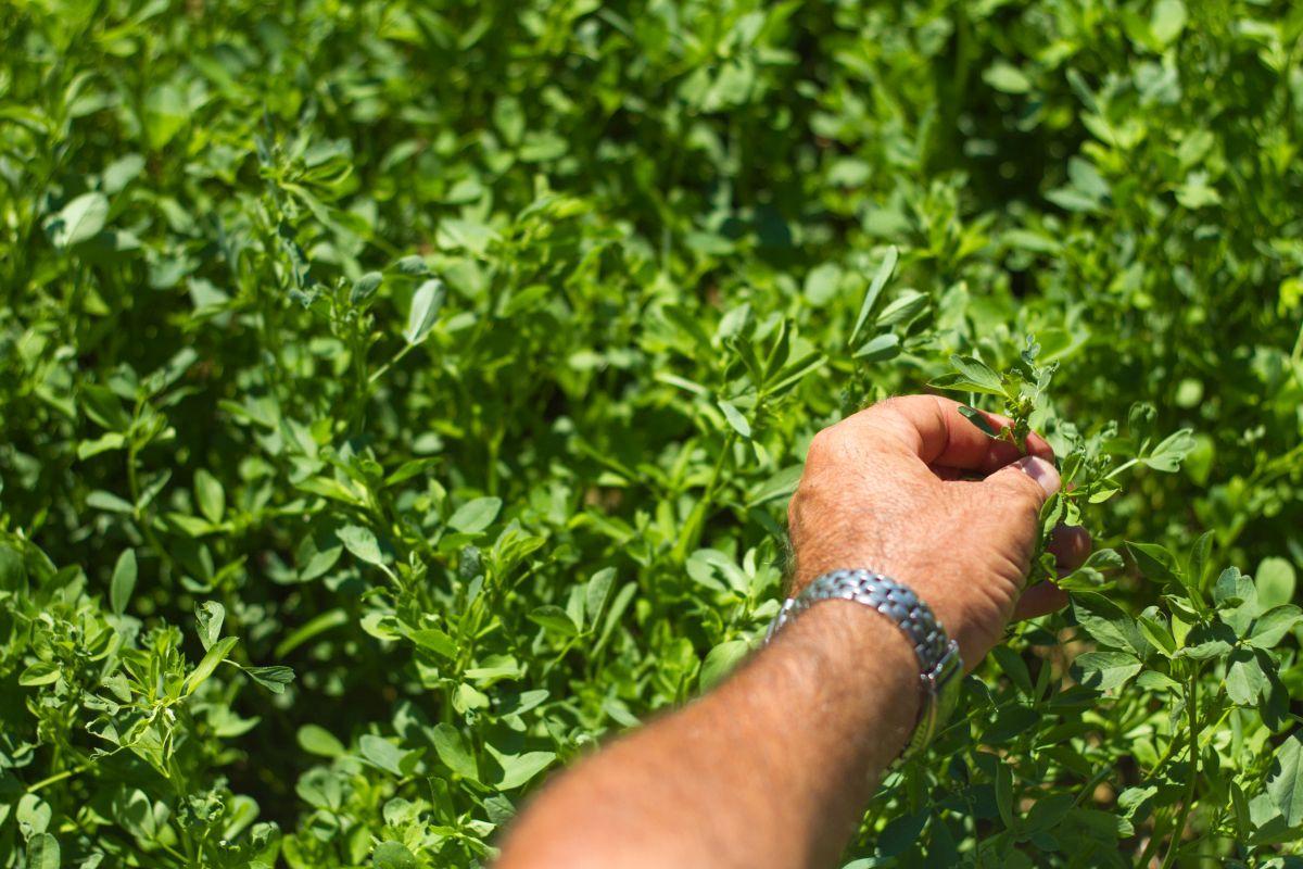 El cultivo de alfalfa aporta beneficios a nivel económico y medioambiental.