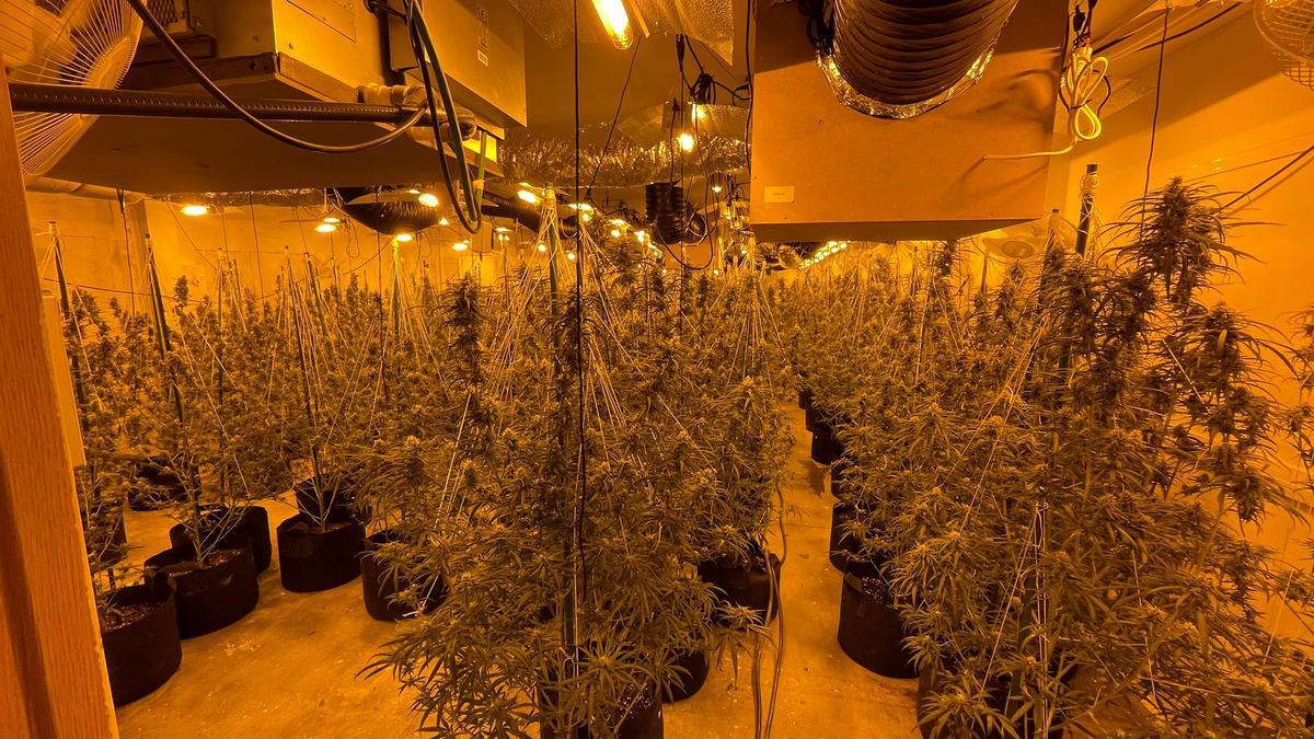 La plantació de marihuana a l&#039;interior d&#039;una nau industrial de Martorell