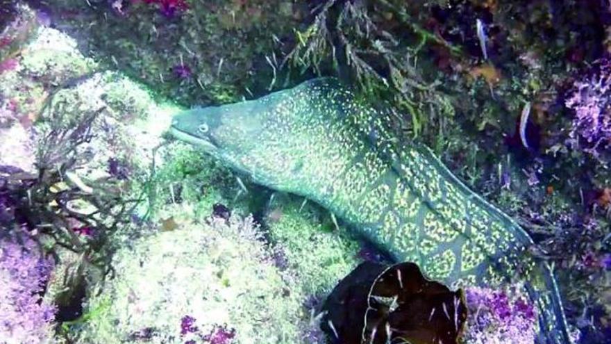 El ejemplar de &quot;Muraena helena&quot; grabado en aguas de Cíes.  // Cefaparques