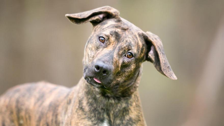 Javier Martínez Torres, entrenador canino, alerta: “Decir ‘n