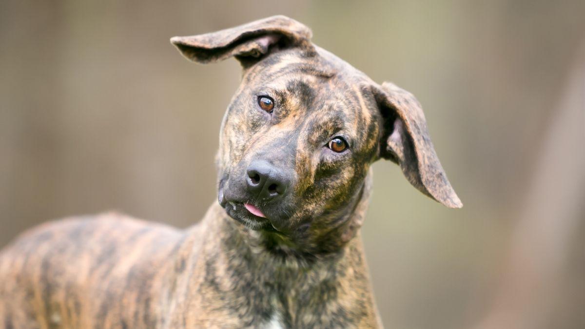 Los científicos descubren qué significa realmente que tu perro incline la cabeza cuando le hablas
