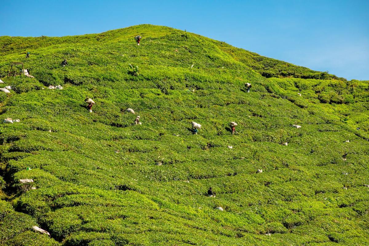 Campos de té Malasia Expedición VIAJAR Malasia y Singapur