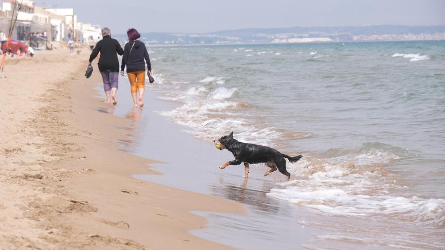 Las playas de Elche tendrán socorristas desde este sábado