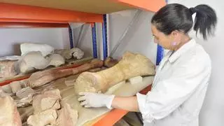 Elche custodia desde hace 17 años un dinosaurio que no puede exhibir