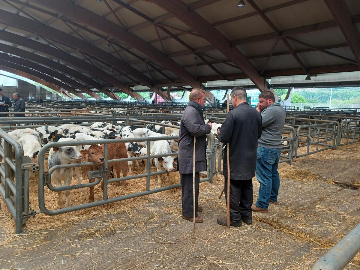 El mercado de ganado de los jueves en Siero: así operan los tratantes en la cita del recinto poleso