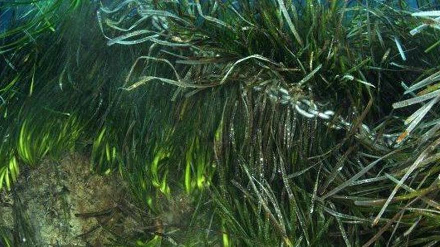 La cadena de una embarcación se extiende sobre una pradera de posidonia.